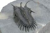 Short Trident Walliserops Trilobite - Timrzit, Morocco #354420-4
